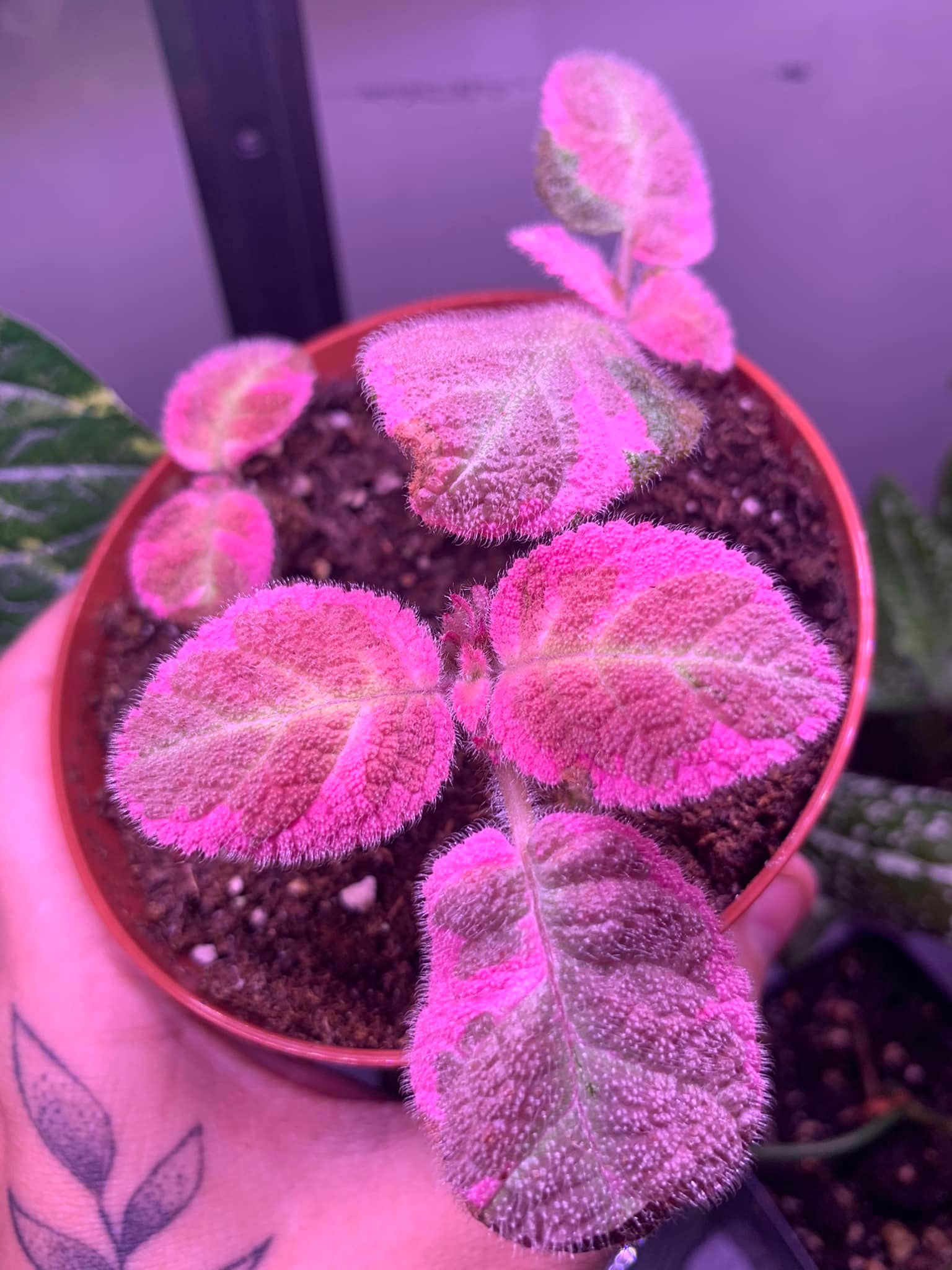 Episcia pink smoke and Picasso plants in stock