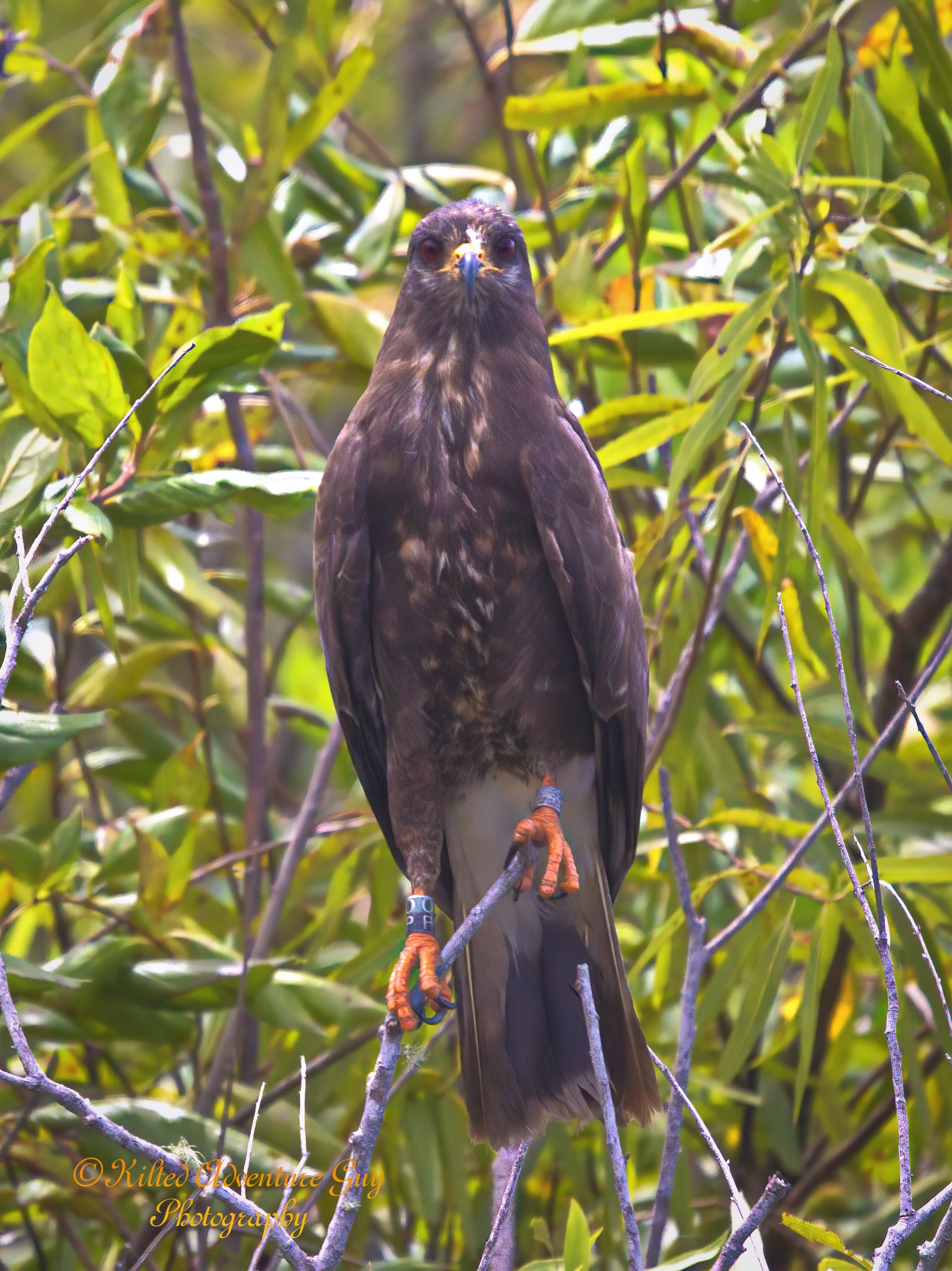 Kilted - One of my favorite raptors is the Snail kite. A native and ...