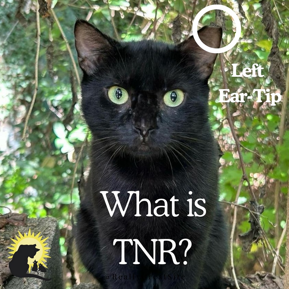 📚 BACK TO BASICS SERIES from... - Friends of Feral Felines