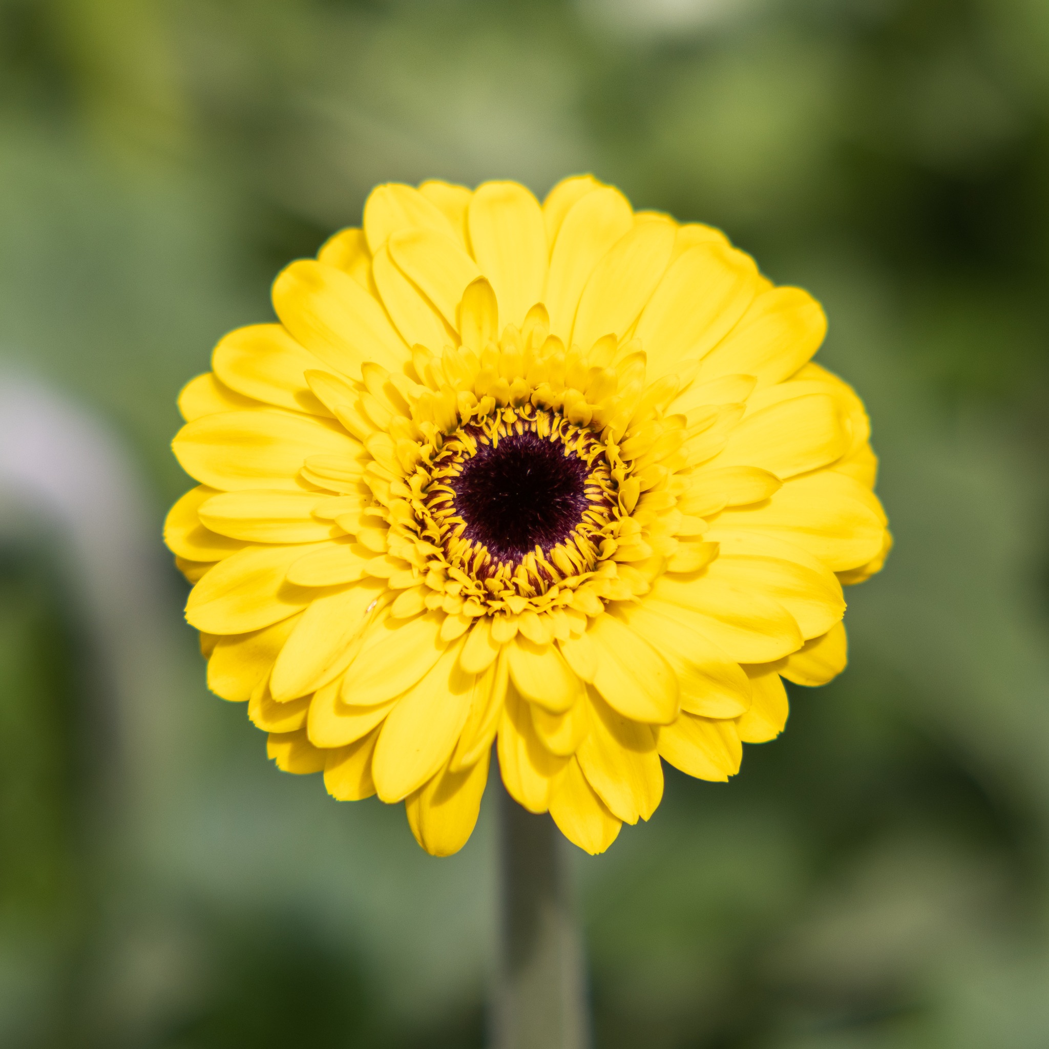 Schouten Opti-Fleurs | Amstelveen