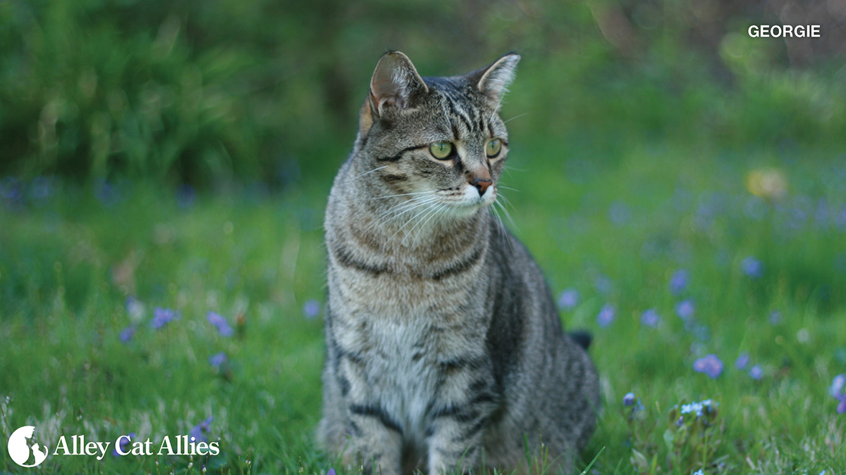 Oak Island feral cat TNR help available