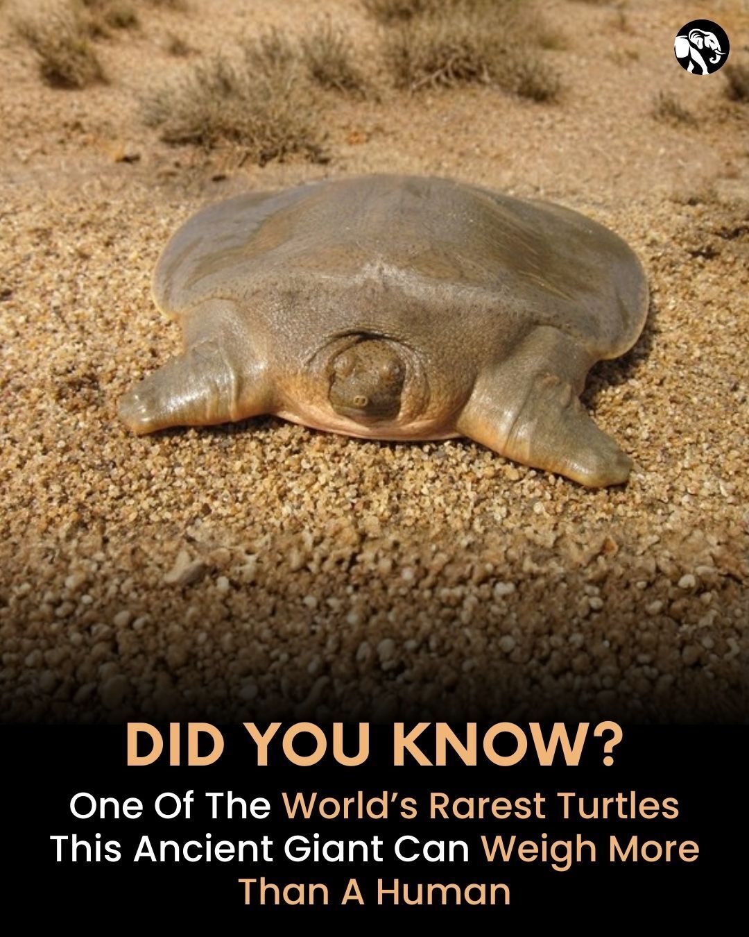 Animal - Meet one of the world’s rarest turtles, a living relic from ...