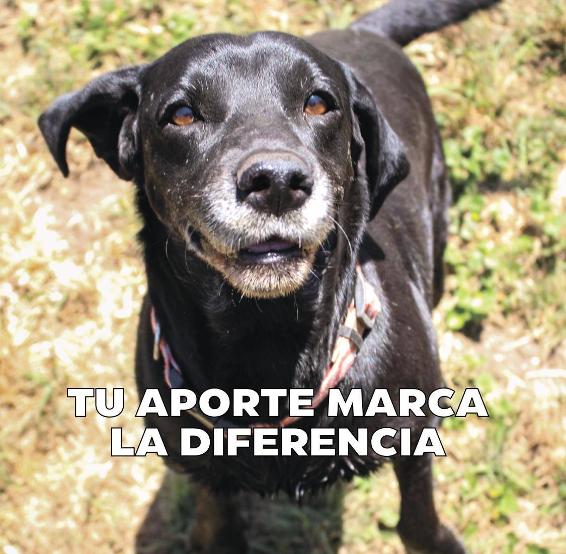 Fundacion Perriott Canino... - Fundacion Perriott Canino