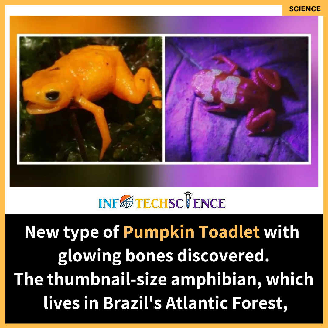 Infotechscience - A team of scientists has discovered a new type of ...