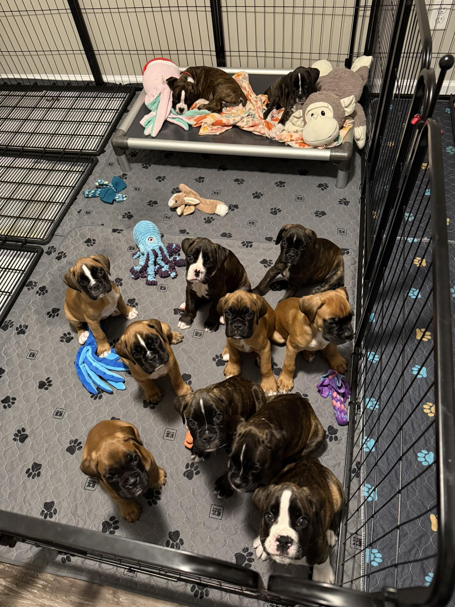 Babies just sitting pretty. None... - BellRidge Boxers | Facebook