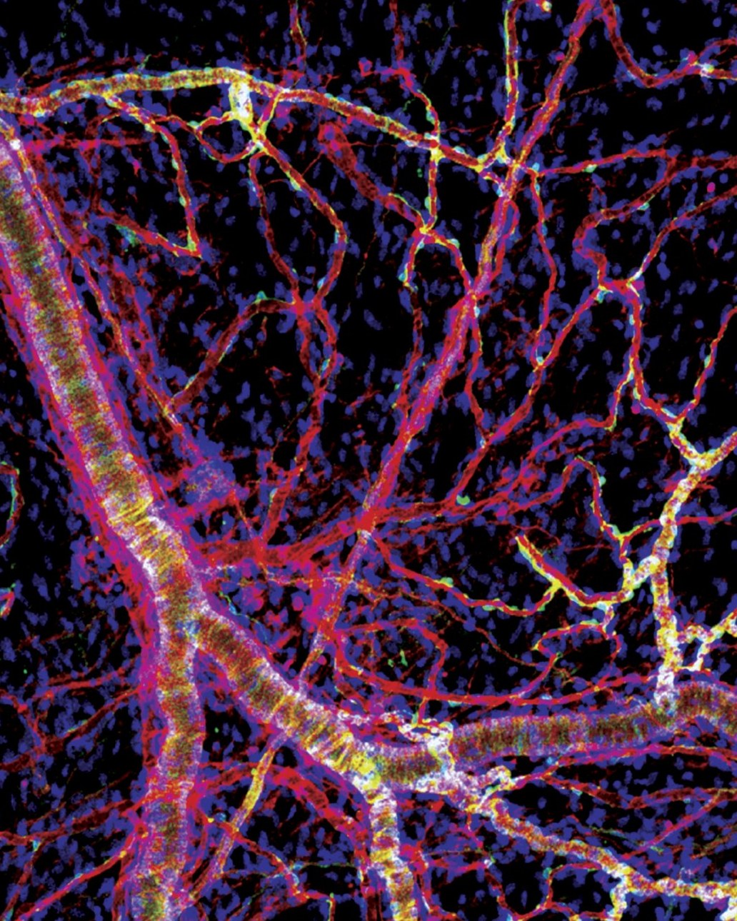 Duke Institute for Brain Sciences | Durham NC