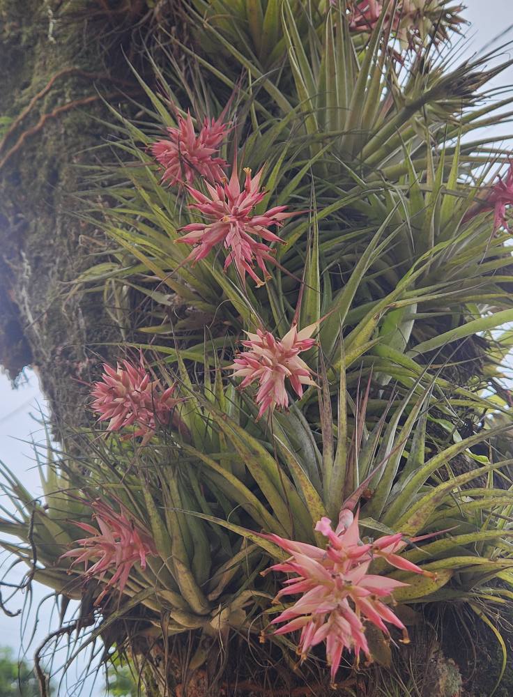Tillandsia geminiflora from Santa Catarina, Brazil