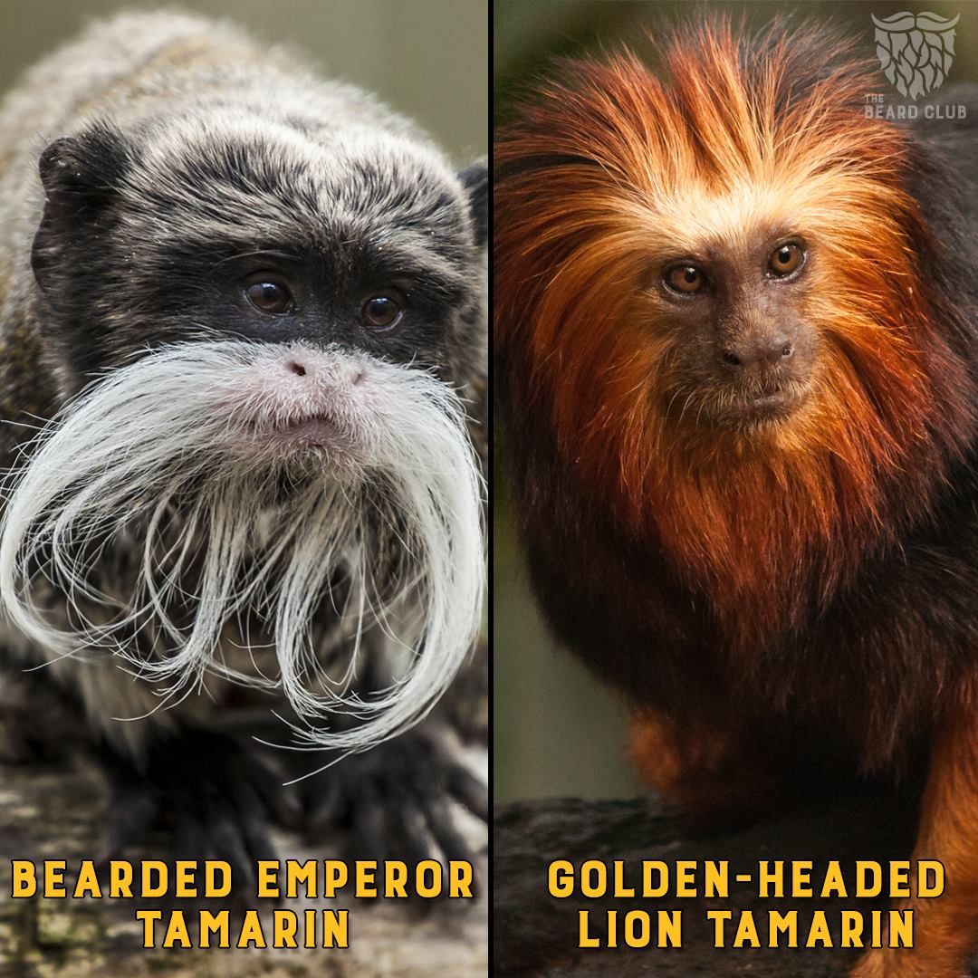 Beard Club - Two bearded primates named after LIONS and...
