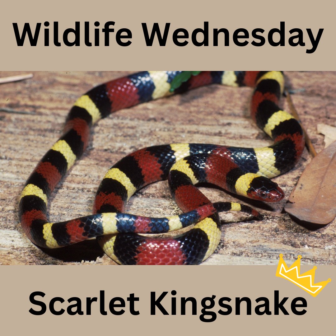 Slithering... - North Carolina State Parks and Recreation