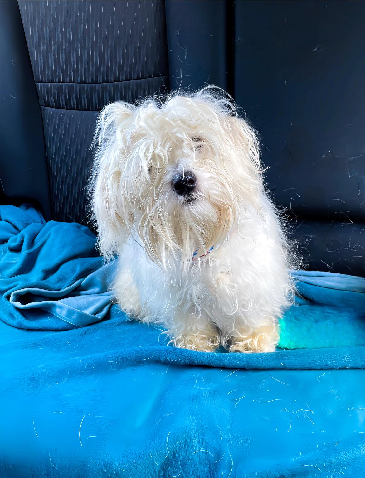 Project - ️ADOPTED ️ Hi everyone! My name is Chrissy and I recently ...