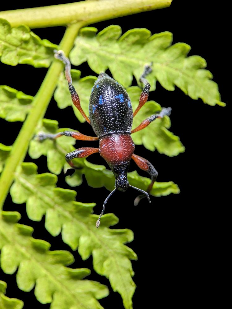 PH Insect Identification (Philippines) | Facebook
