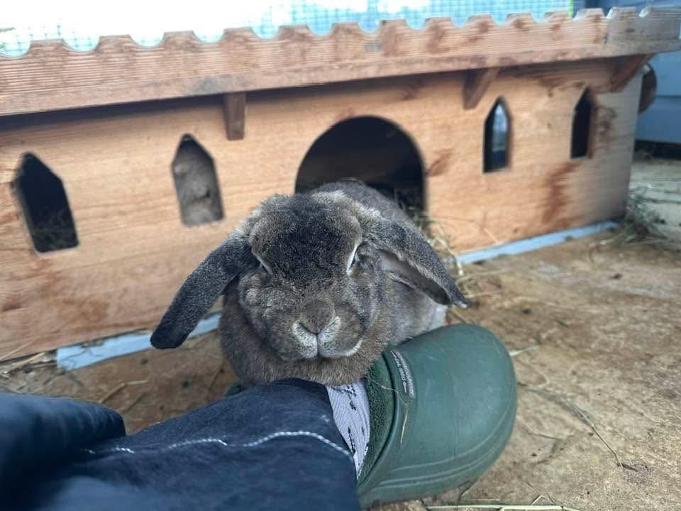 Hope for Hoppers... - Hope for Hoppers Rabbit Sanctuary