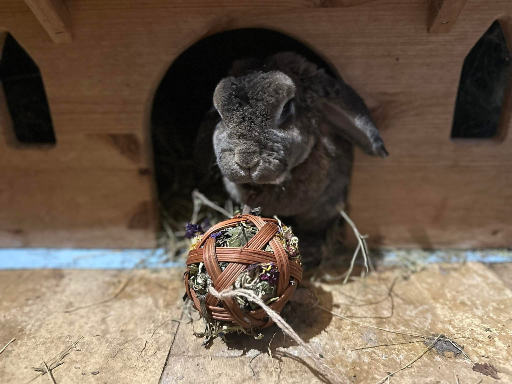 Hope for Hoppers... - Hope for Hoppers Rabbit Sanctuary