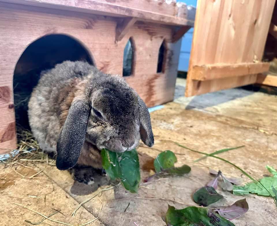 Hope for Hoppers... - Hope for Hoppers Rabbit Sanctuary