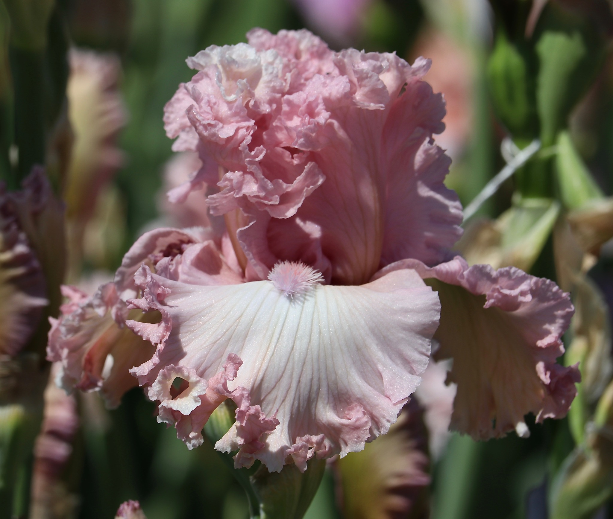 Found a Love bearded iris review