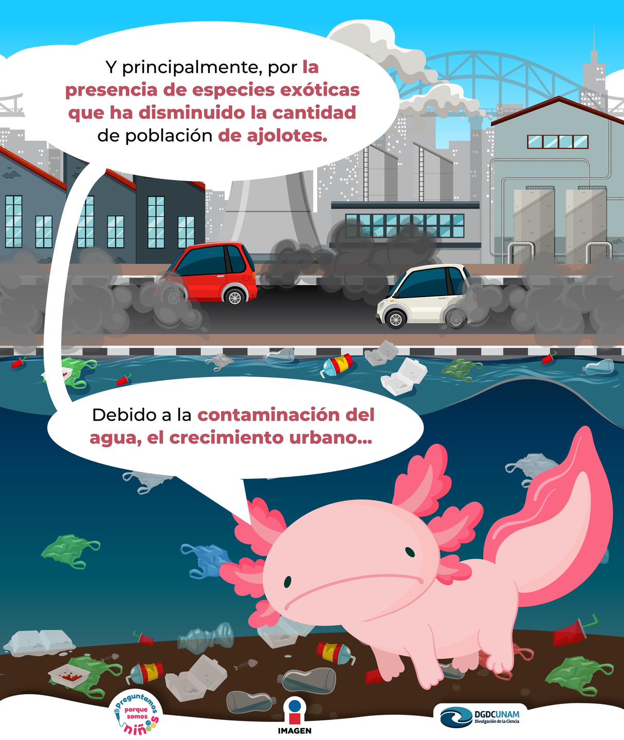 el-ajolote-se-encuentra-en-peligro-porque-somos-ni-os