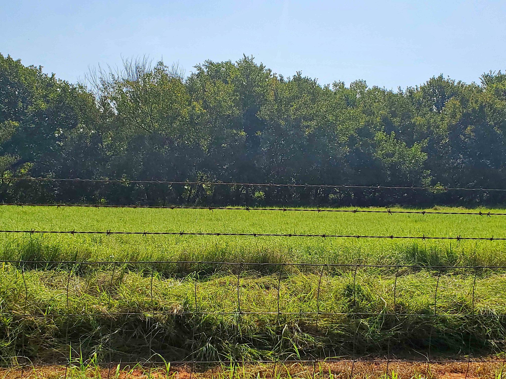 Bermuda grass sprigging. - Plants & Seedlings - Lindsay, Oklahoma ...