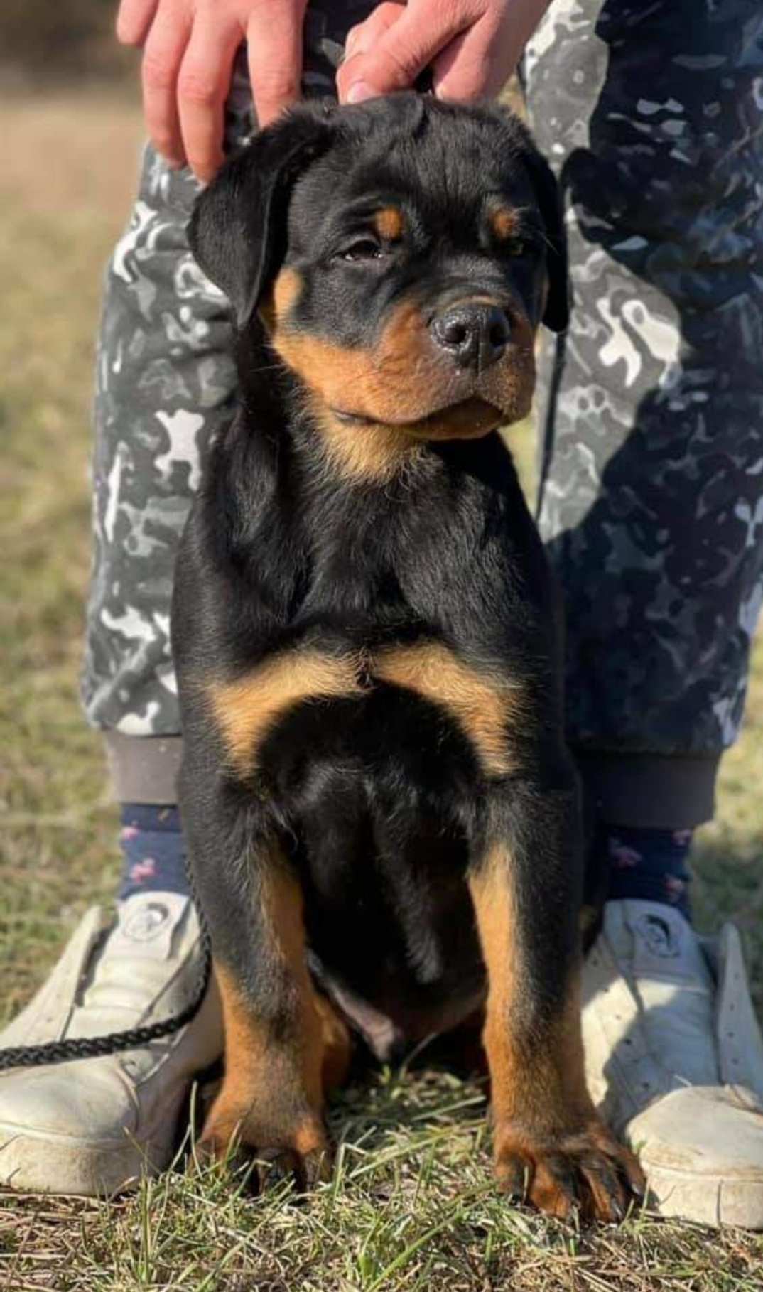 Titanium Rott - Rottweiler Kennel | Split
