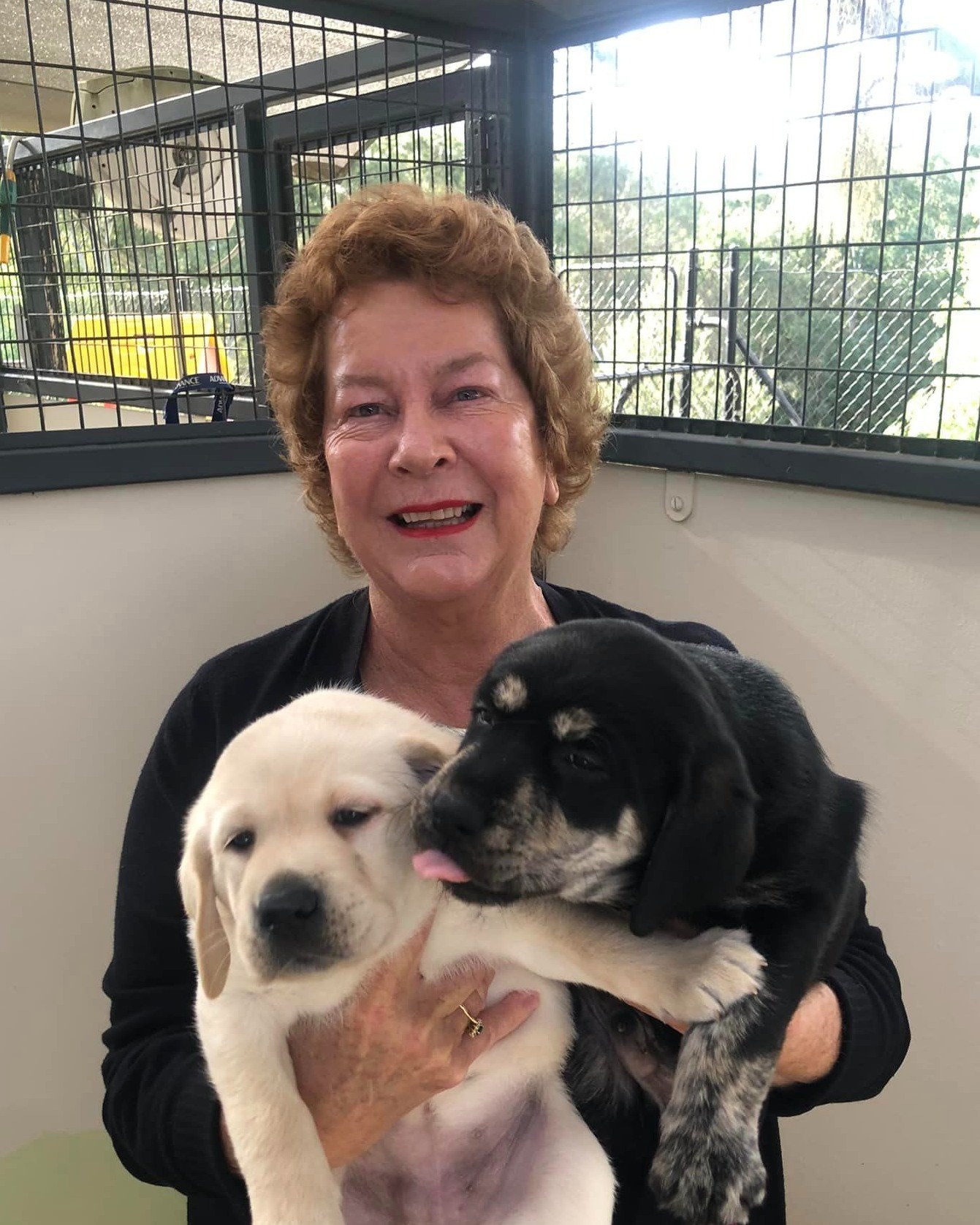 Have you met our latest brindle... - Guide Dogs Australia | Facebook