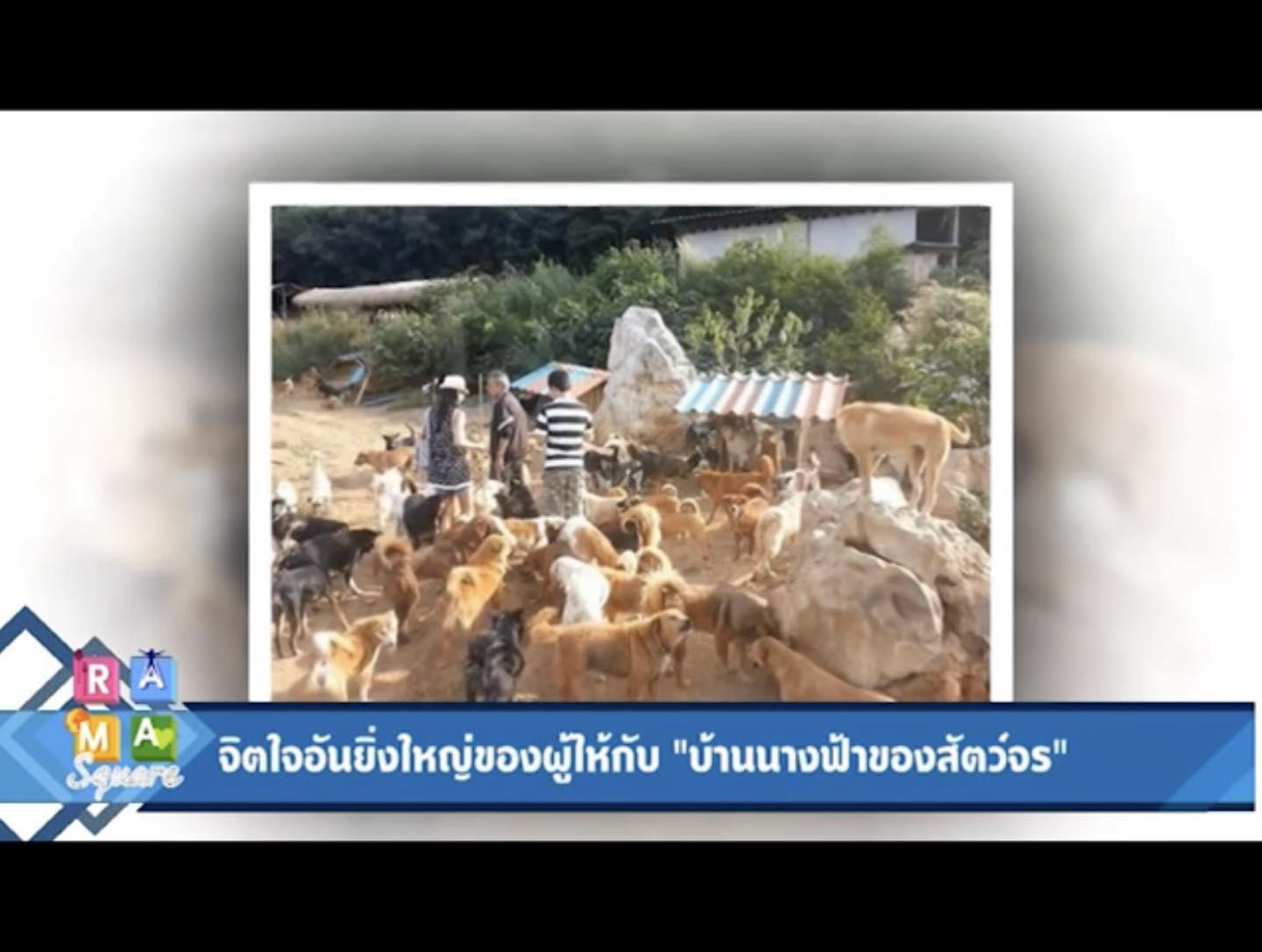 บ้านนางฟ้าของสัตว์จร - วันนี้วันเกิดพี่เกียว ผู้จัดการคอก เช้านี้เลยได้ ...
