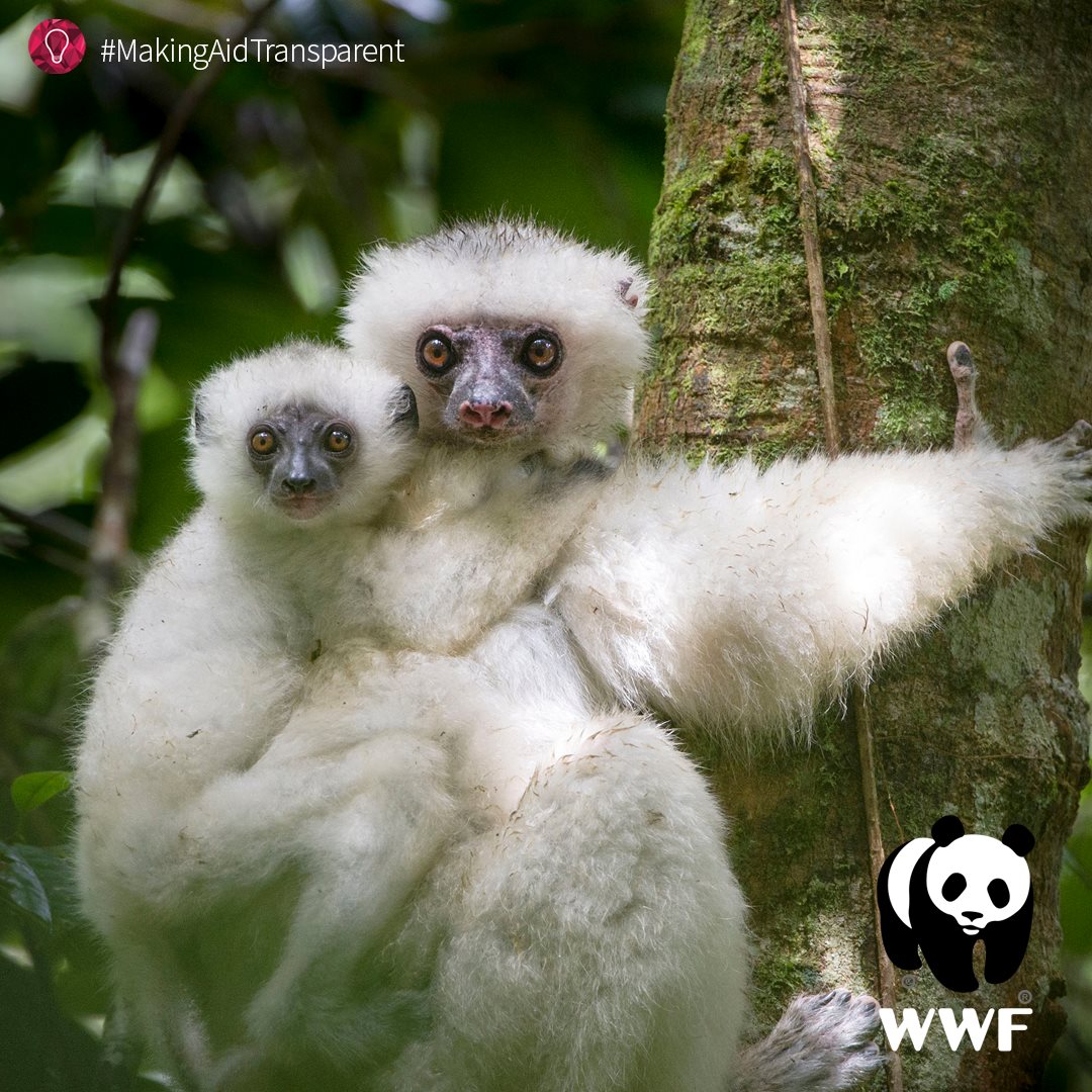 WWF Madagascar - Sauvons les #Simpona qui sont en danger...