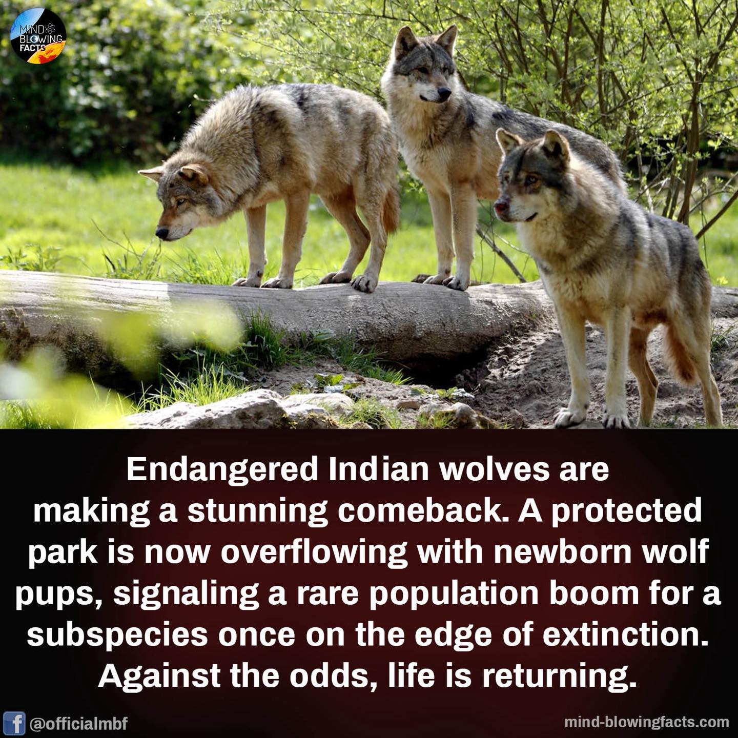 Mind - The Bankapur Wolf Sanctuary in Karnataka, India, announced the ...