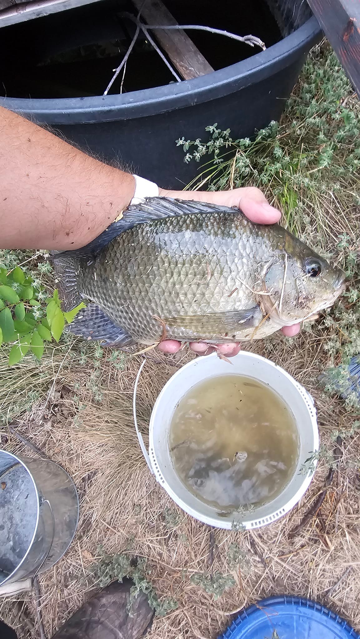 edible cast net fish texas Ahi 500 Pro Series grade bait nets from Lee Fisher International How to Texas-Rig soft plastic