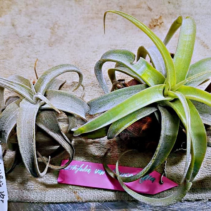 Terminal - (T. latifolia var. leucophylla)