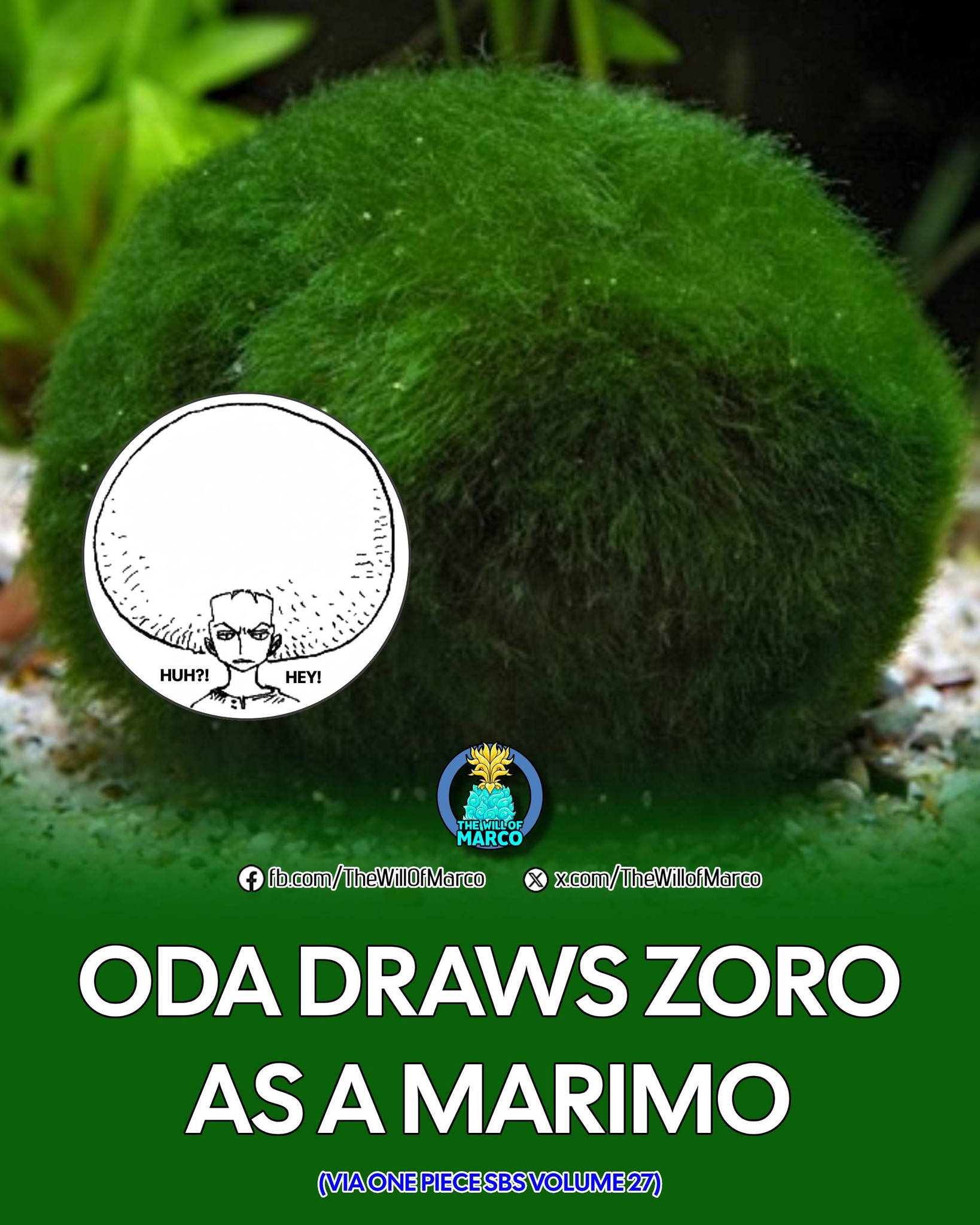 Zoro The Explorer 😂 Look at this cute marimo Credit: CharlieNozaki