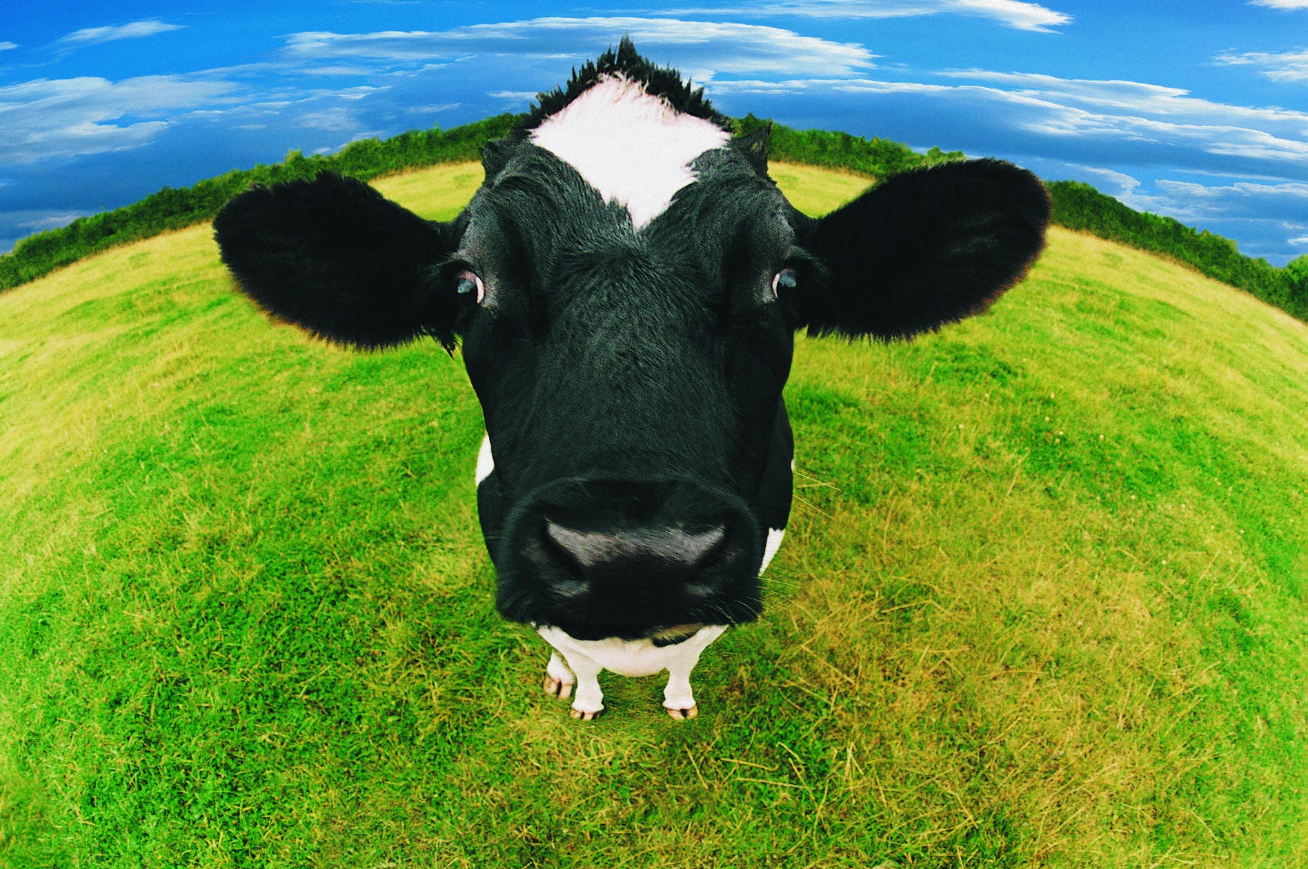 CIWF France
