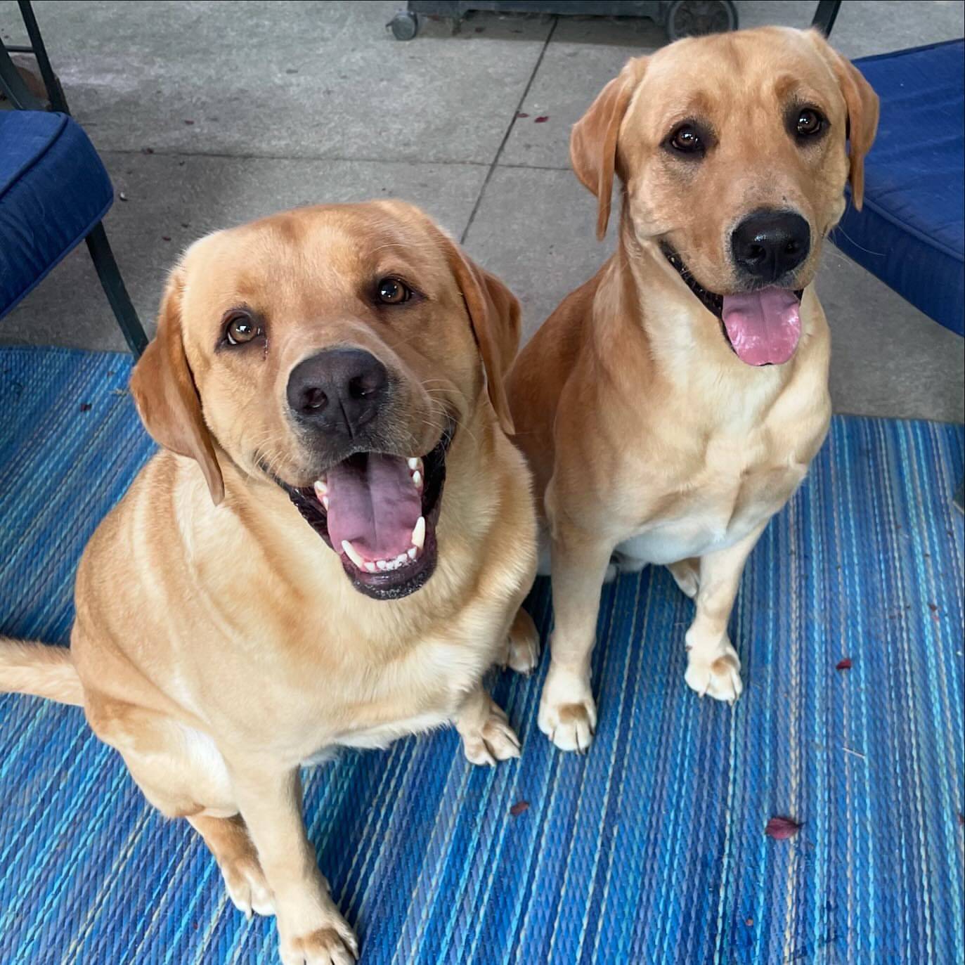 Adult Labradors Needing Homes | Facebook