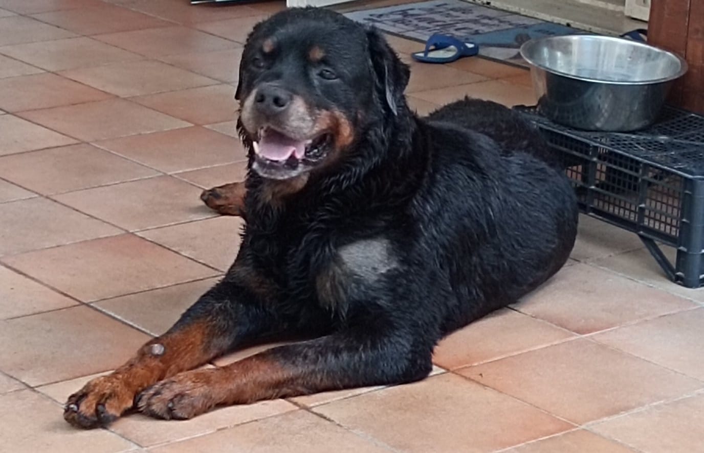 TY IL MIO Rottweiler