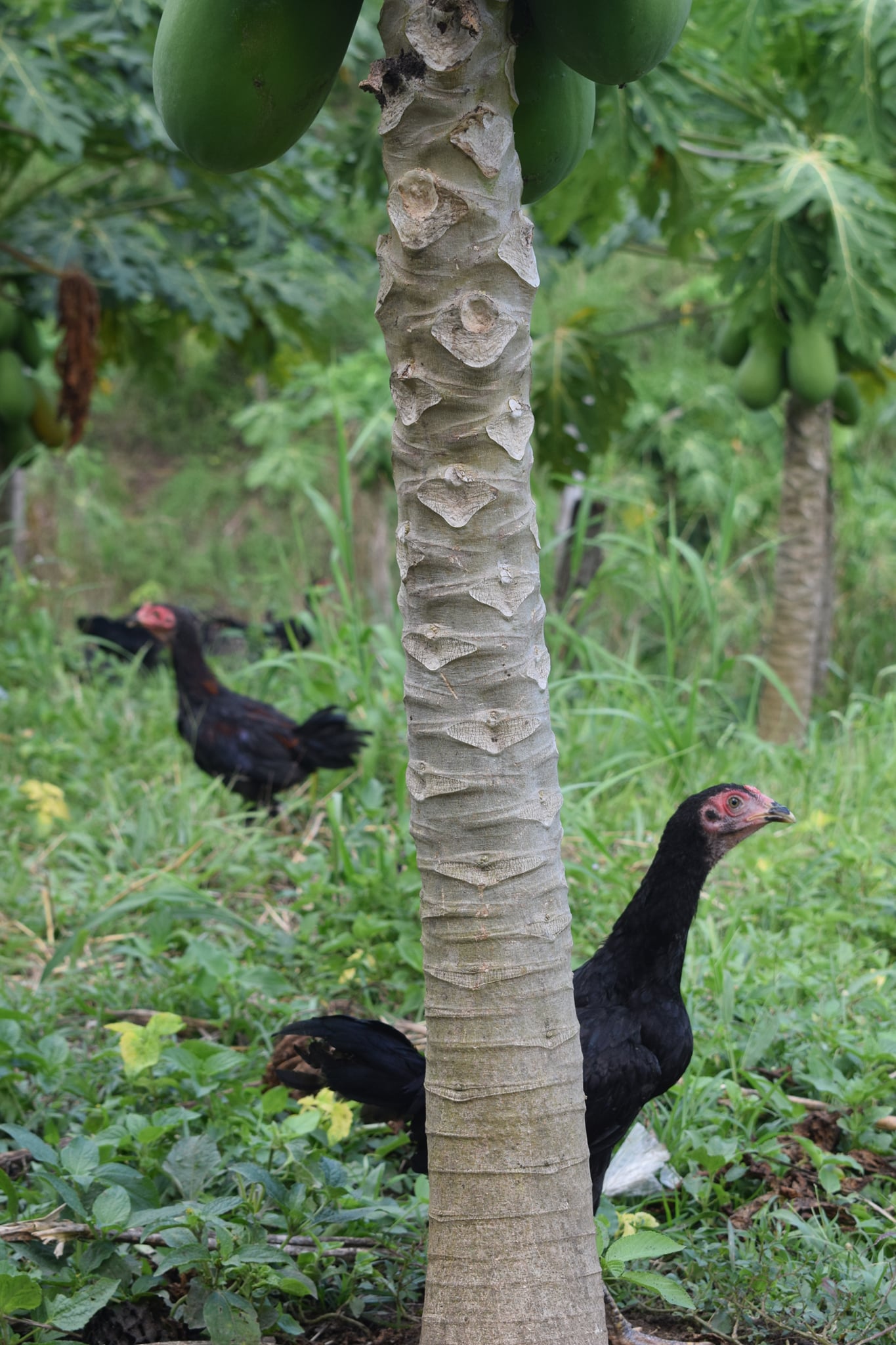 ZamPen Native Chicken | Zamboanga City