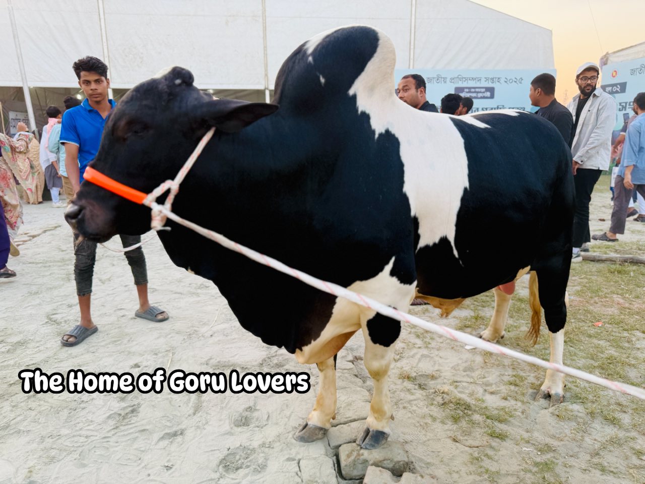 The Home of Goru Lovers added a... - The Home of Goru Lovers