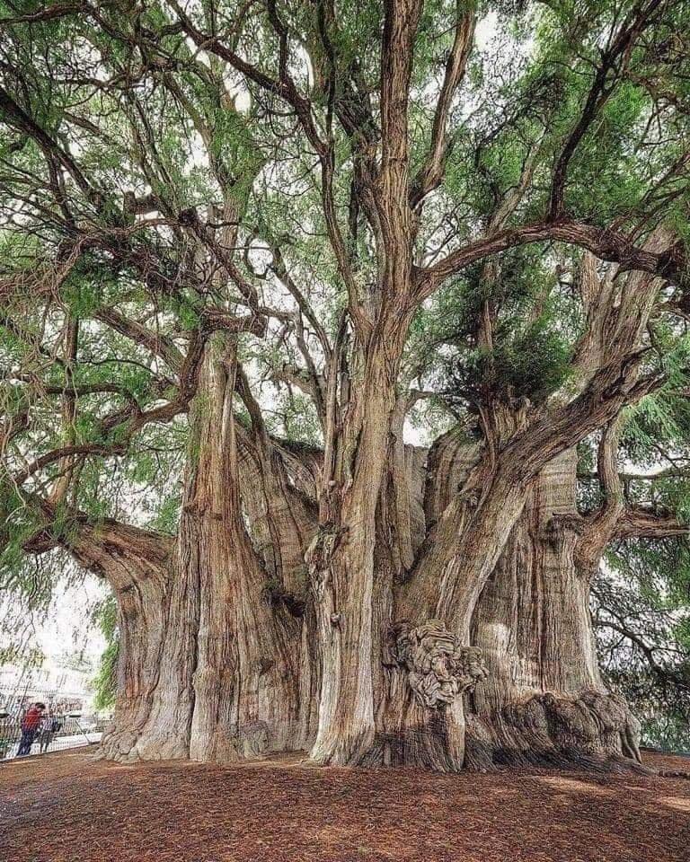 Ciencia+ - El árbol Tule en Oaxaca, México, es el árbol con el diámetro ...
