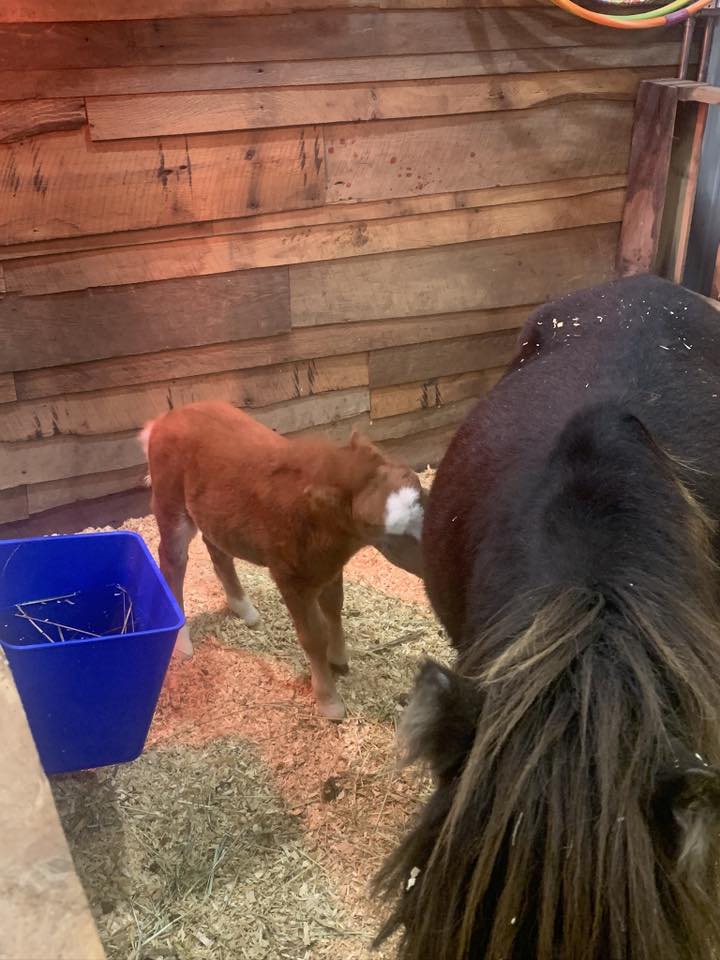 4R Ranch | Facebook