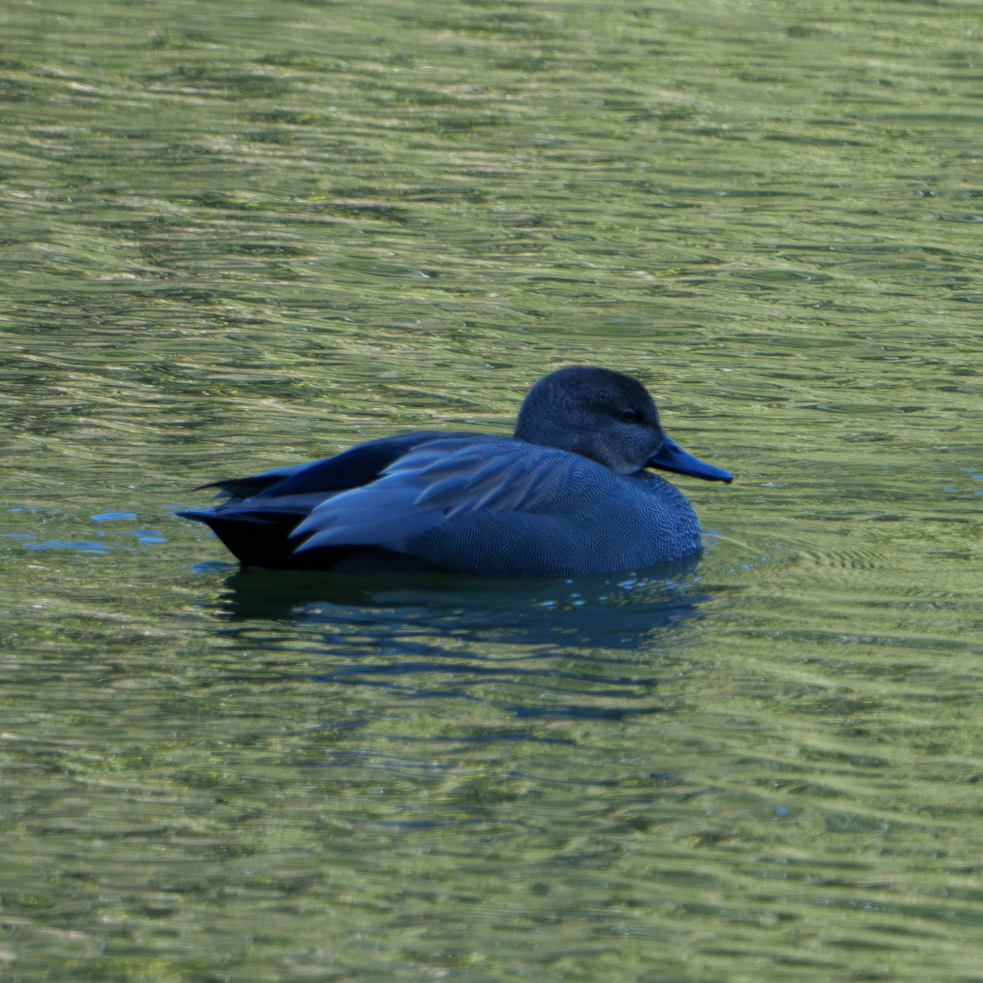 この水鳥は何て言うなまえでしょうか？ 2024.11.24に愛知県の溜池で