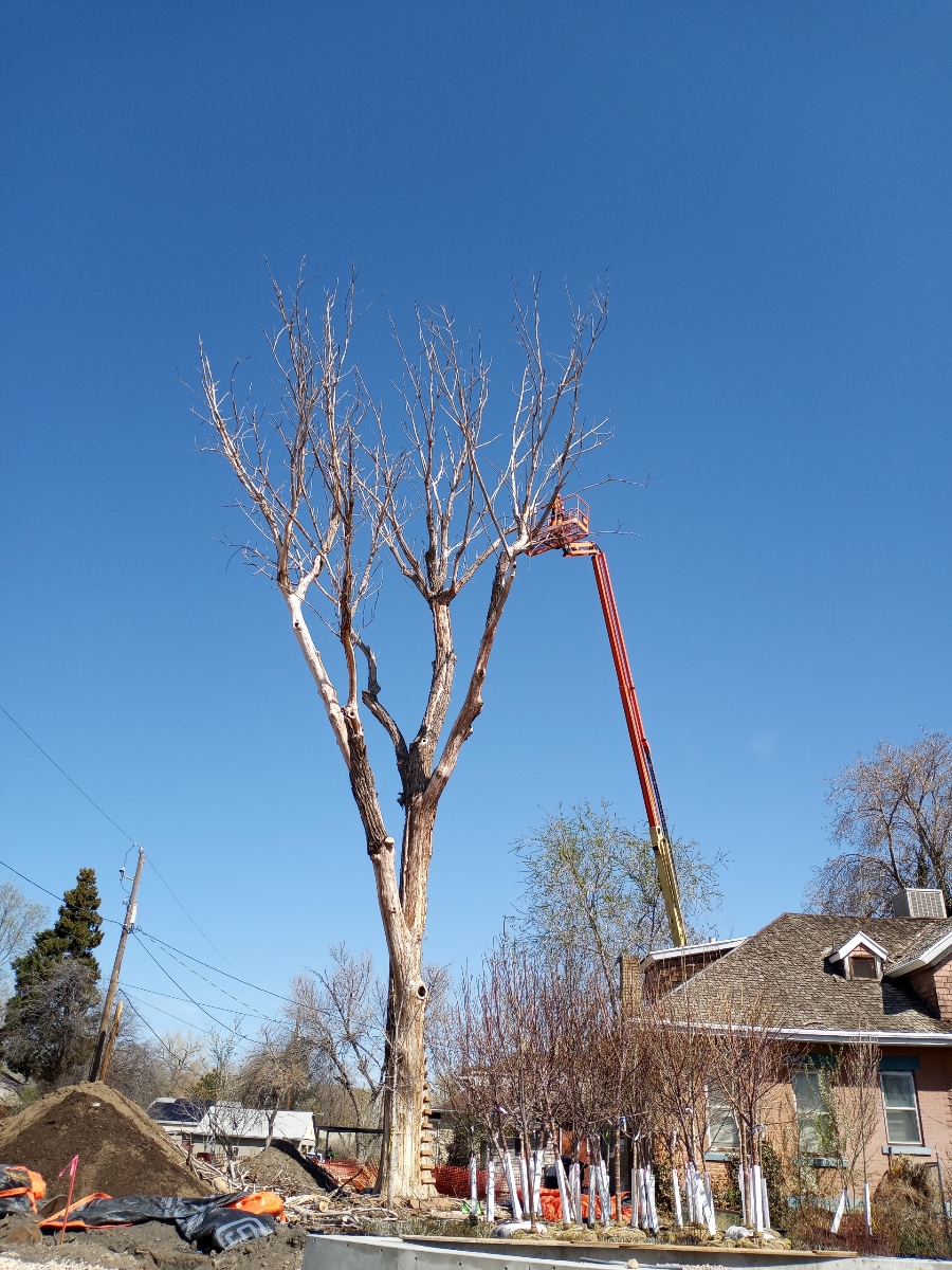 Dad's Tree Service | Salt Lake City UT