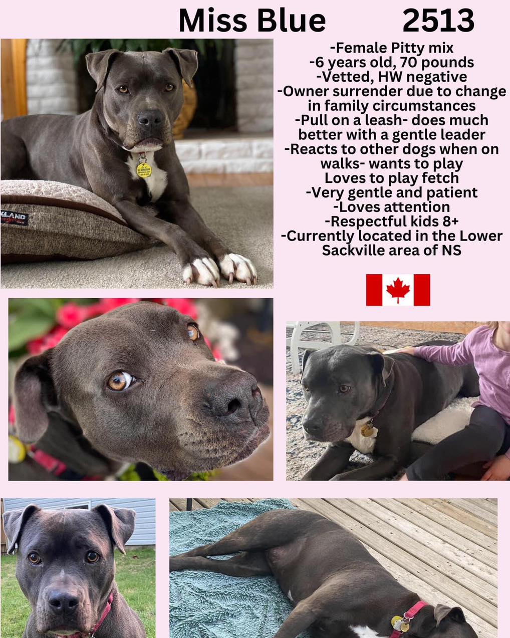 Miss Blue is available. View all our available dogs in the Adoptable ...