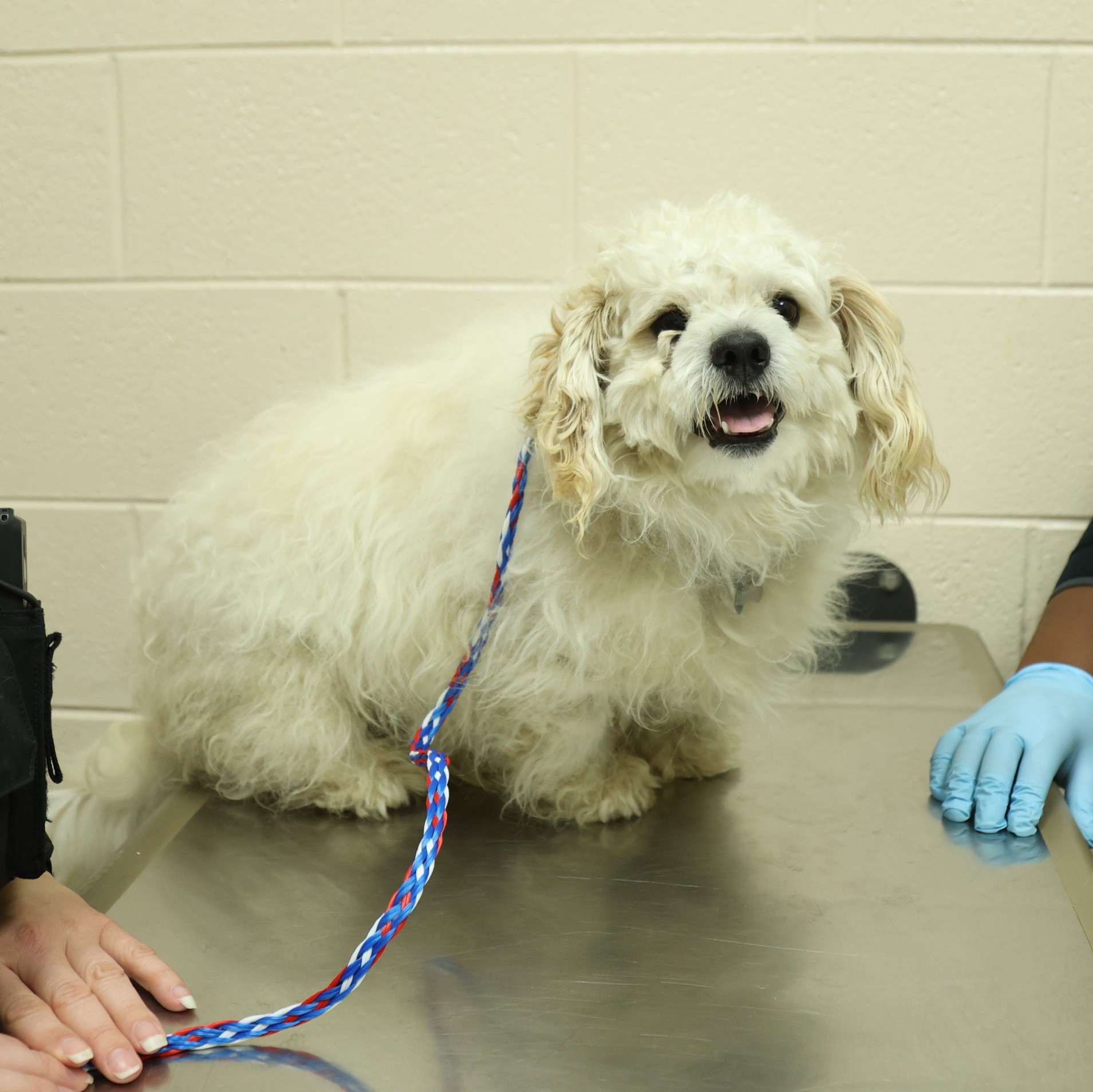 Michigan Humane - Mr. Marshmallow Wigglebottom was one of... | Facebook