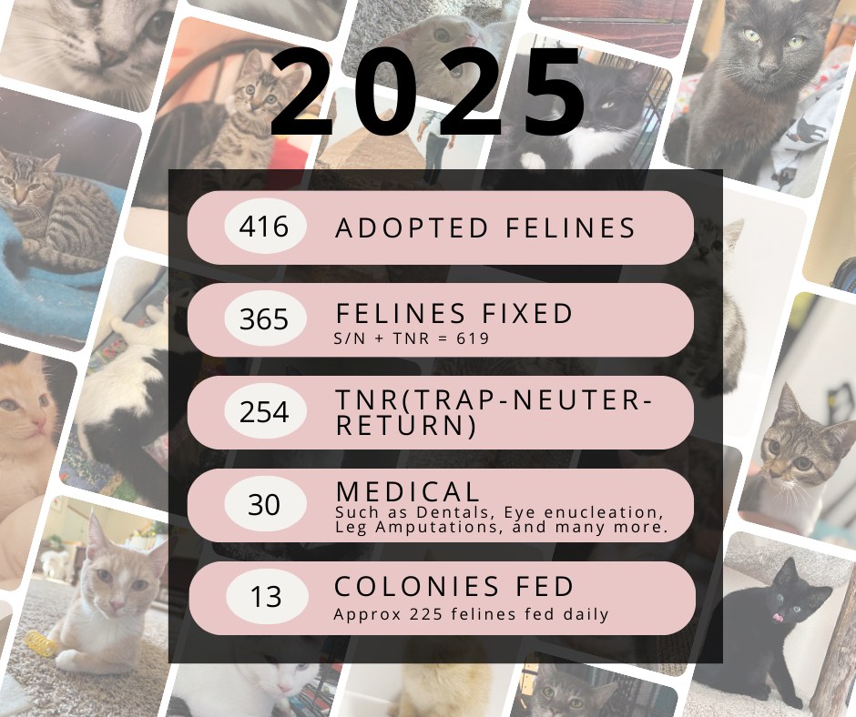 📊 Feline Good Animal Rescue:... - Feline Good Animal Rescue | Facebook