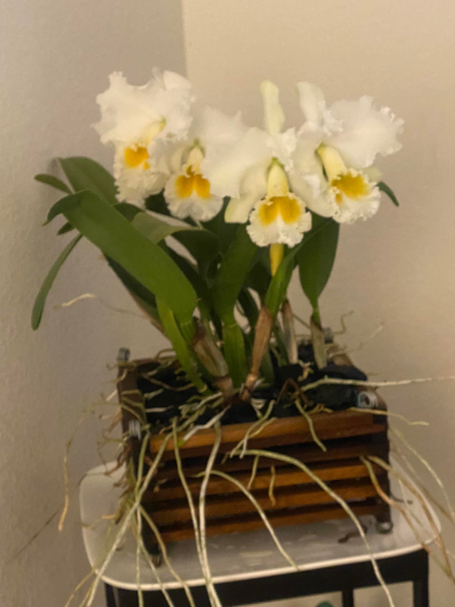 Growing Cattleya Gertrude Hausermann Orchids in Wood Baskets with