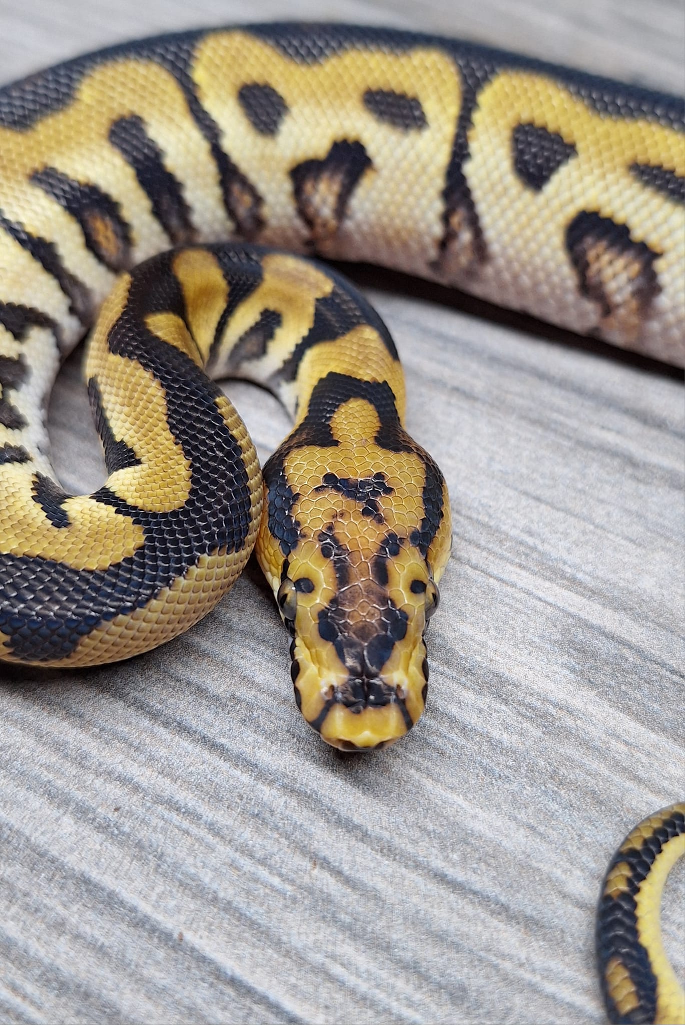 Madd Ball Pythons