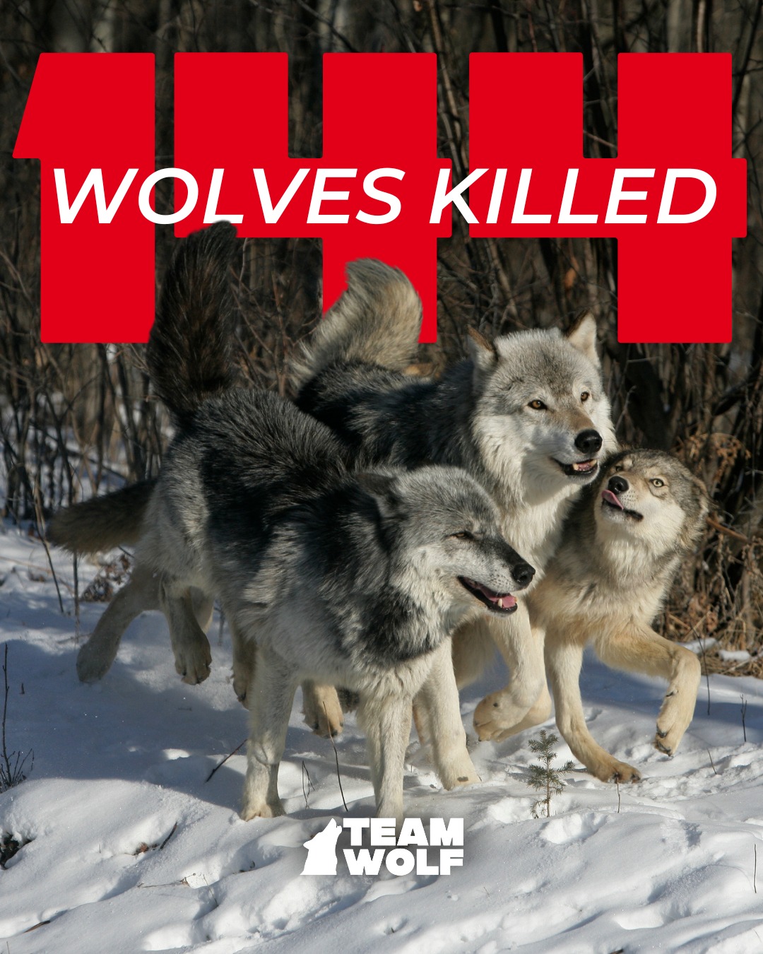 Team Wolf