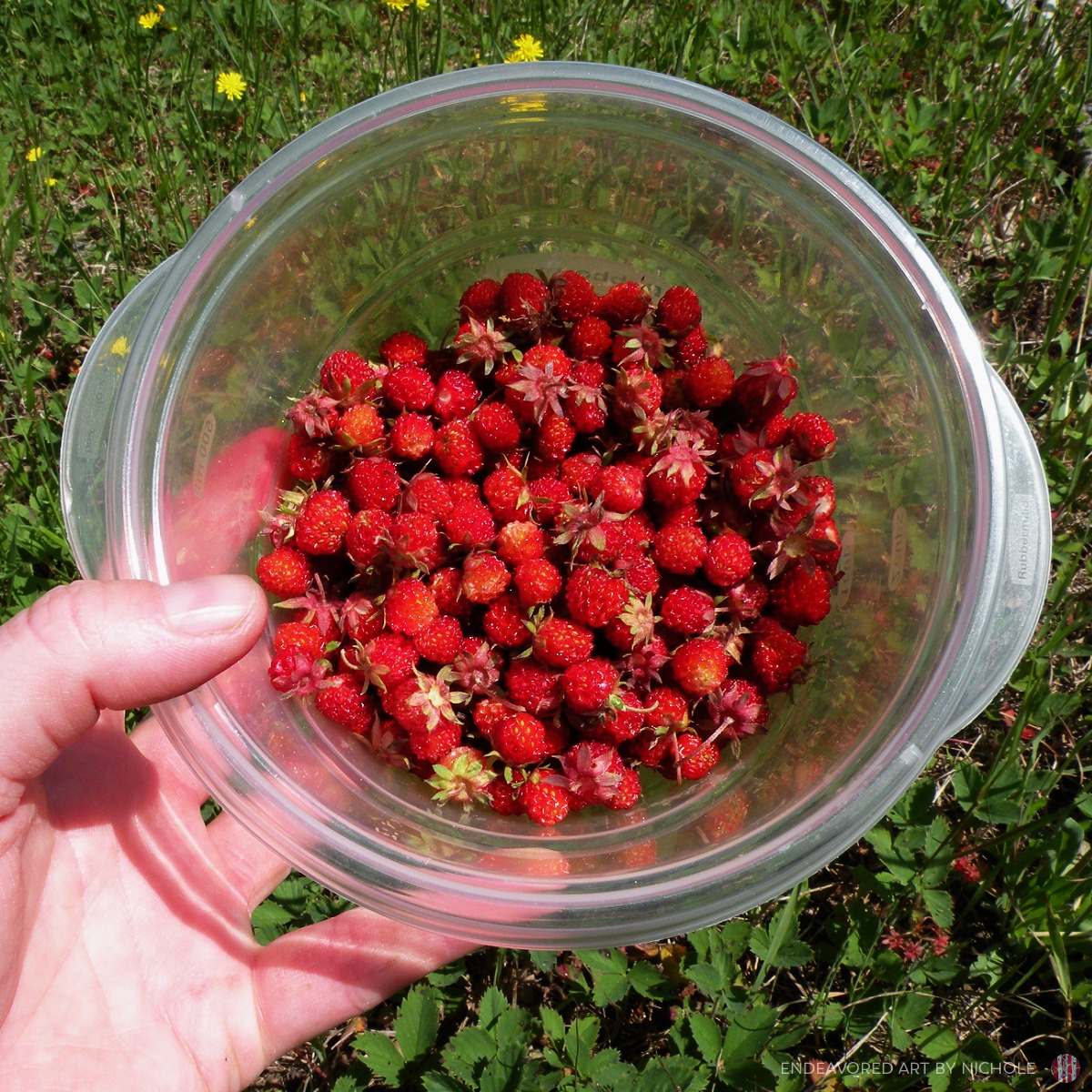 One thing I'm grateful for this spring/summer is wild strawberries
