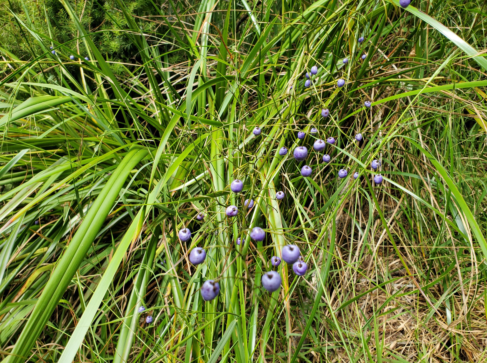 With their porcelain-bead berries... - Pest Free Kaipātiki