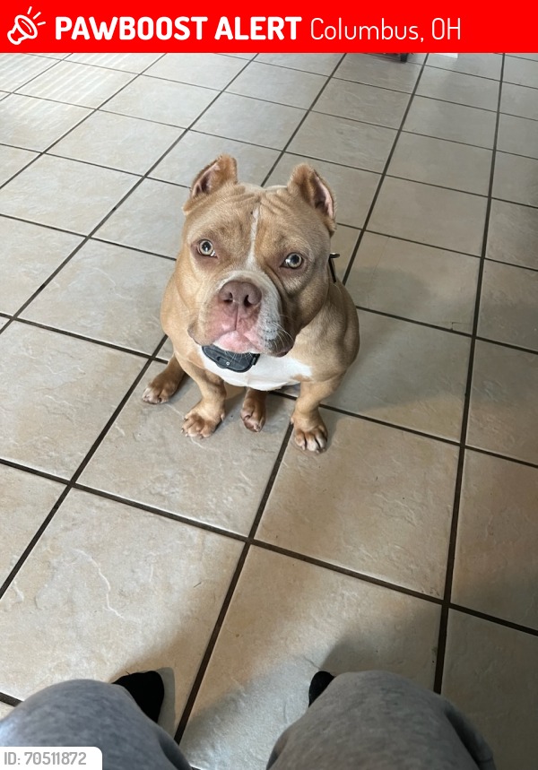 Please spread the word for this lost dog. Karma was LOST on July 7
