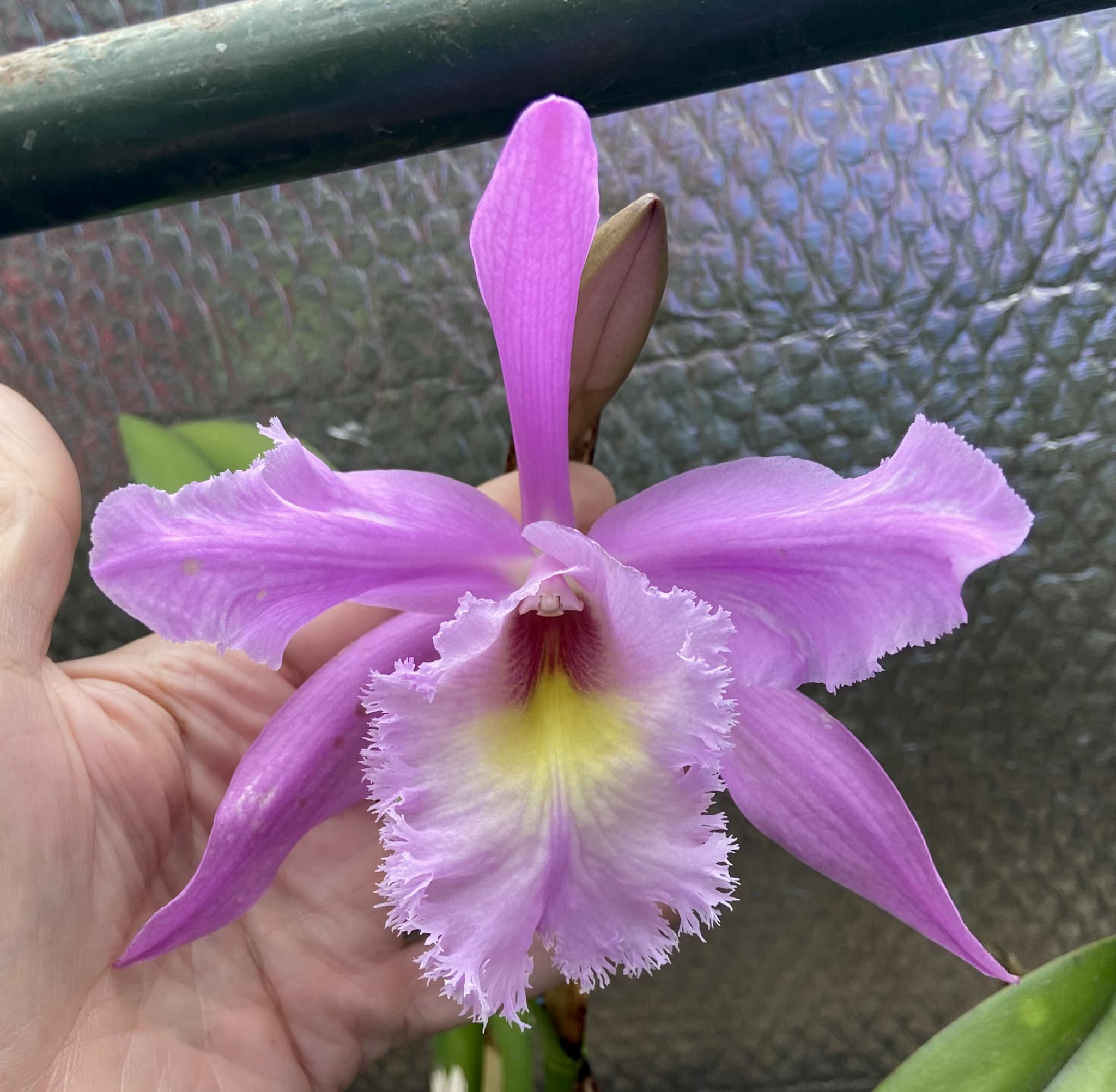 A classic “Big Brasso” from... - Chadwick & Son Orchids Inc