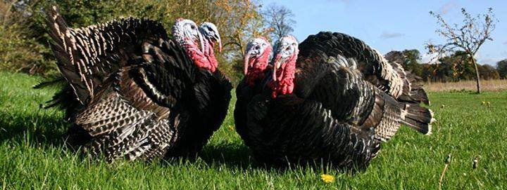 The Royal Veterinary College (RVC) - *RVC Farm has a wide selection of ...