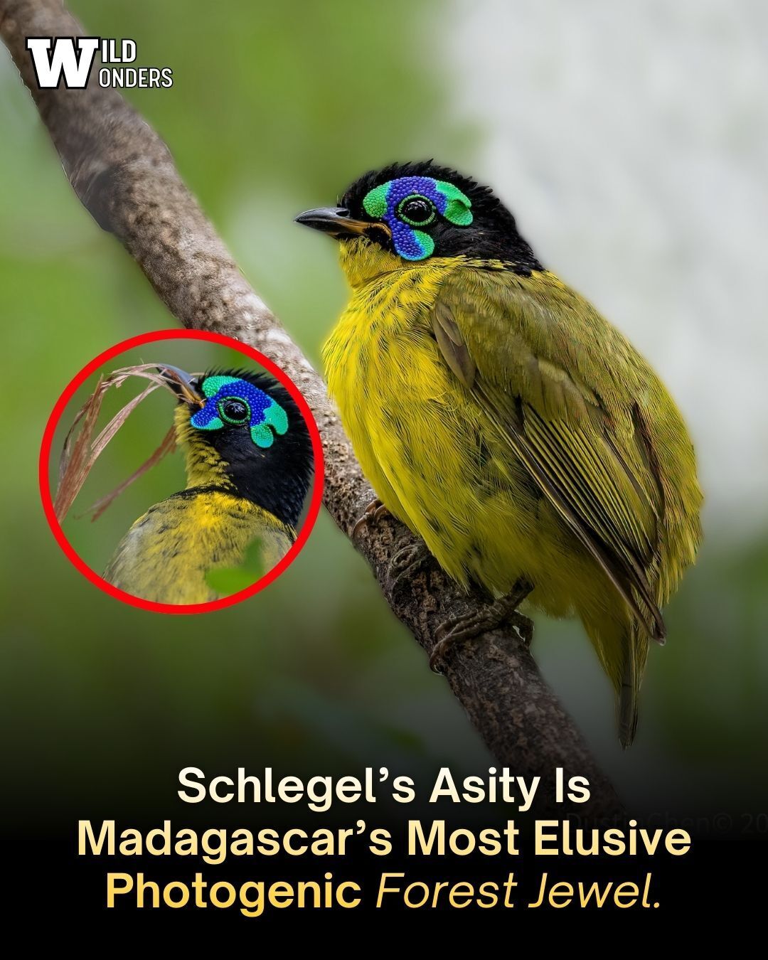 Wild Wonders - Schlegel’s asity (Philepitta schlegeli) is... | Facebook